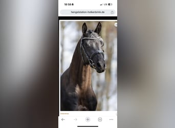 Trakehner, Étalon, 5 Ans, 167 cm, Noir