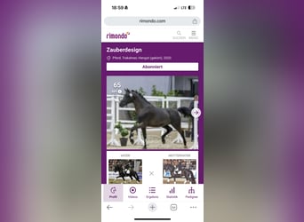 Trakehner, Étalon, 5 Ans, 167 cm, Noir