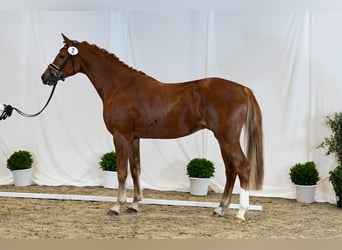 Trakehner, Étalon, 5 Ans, 168 cm, Alezan
