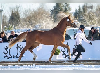 Trakehner, Étalon, 5 Ans, 168 cm, Alezan