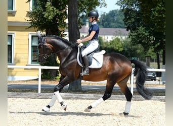 Trakehner, Étalon, 6 Ans, 166 cm, Bai brun