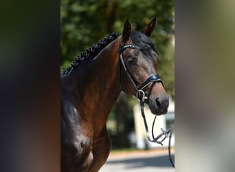 Trakehner, Étalon, 6 Ans, 166 cm, Bai brun