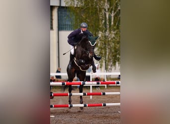 Trakehner, Étalon, 7 Ans, 170 cm, Bai brun