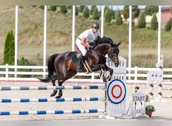 Trakehner, Étalon, 7 Ans, 170 cm, Bai brun