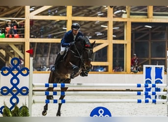 Trakehner, Étalon, 8 Ans, 168 cm, Bai cerise