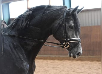 Trakehner, Étalon, 8 Ans, 170 cm, Gris noir