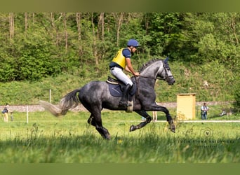 Trakehner, Étalon, 8 Ans, 170 cm, Gris noir