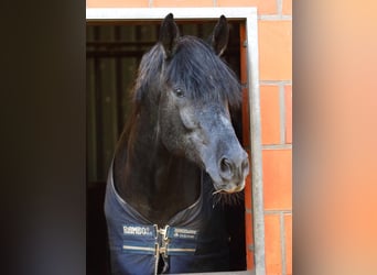 Trakehner, Étalon, 8 Ans, 170 cm, Gris noir