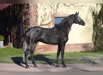 Trakehner, Étalon, 8 Ans, 170 cm, Gris noir