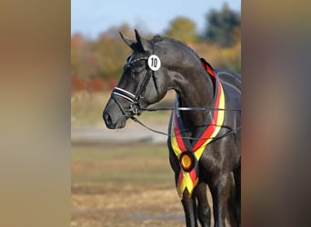 Trakehner, Étalon, 8 Ans, 170 cm, Gris noir