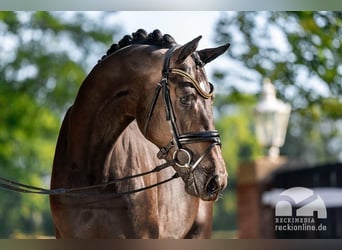 Trakehner, Étalon, 8 Ans, 175 cm, Bai brun