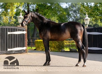 Trakehner, Étalon, 8 Ans, 175 cm, Bai brun