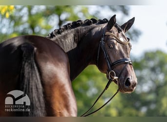 Trakehner, Étalon, 8 Ans, 175 cm, Bai brun