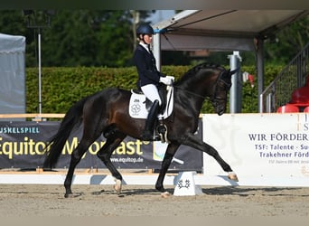 Trakehner, Étalon, 7 Ans, 169 cm, Bai brun