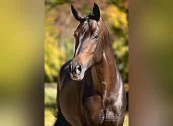 Trakehner, Étalon, 7 Ans, 169 cm, Bai brun