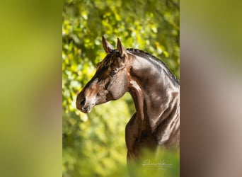 Trakehner, Étalon, 7 Ans, 169 cm, Bai brun