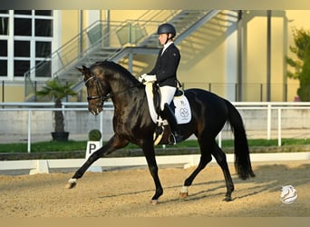 Trakehner, Étalon, 7 Ans, 169 cm, Bai brun