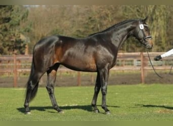 Trakehner, Étalon, 11 Ans, 167 cm, Bai brun