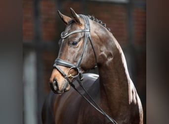 Trakehner, Étalon, 11 Ans, 167 cm, Bai brun