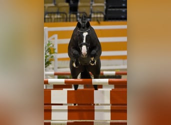 Trakehner, Étalon, 6 Ans, 167 cm, Bai brun foncé