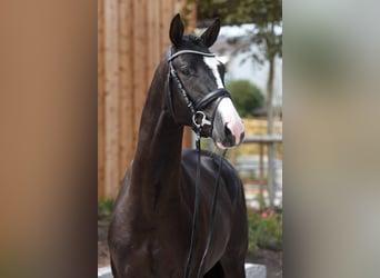 Trakehner, Étalon, 6 Ans, 167 cm, Bai brun foncé