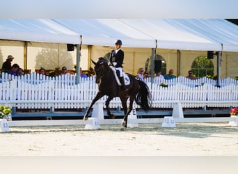 Trakehner, Étalon, 6 Ans, 174 cm, Bai