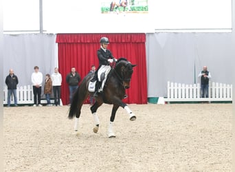 Trakehner, Étalon, 7 Ans, 174 cm, Bai