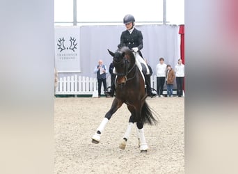 Trakehner, Étalon, 7 Ans, 174 cm, Bai