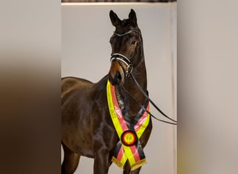 Trakehner, Étalon, 5 Ans, 174 cm, Bai