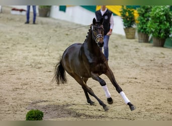 Trakehner, Étalon, 5 Ans, 174 cm, Bai