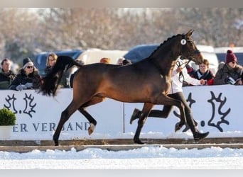 Trakehner, Étalon, 4 Ans, 170 cm, Bai