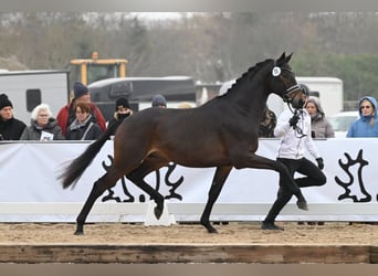 Trakehner, Étalon, 5 Ans, 174 cm, Bai