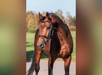 Trakehner, Étalon, 10 Ans, 168 cm, Bai