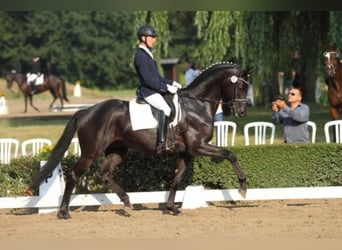 Trakehner, Étalon, 12 Ans, 170 cm, Noir