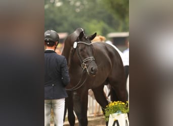 Trakehner, Étalon, 12 Ans, 170 cm, Noir