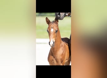 Trakehner, Étalon, Poulain (04/2026), 165 cm, Bai