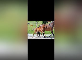 Trakehner, Étalon, Poulain (04/2026), 165 cm, Bai