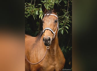 Trakehner, Étalon, Poulain (04/2023), 165 cm, Bai