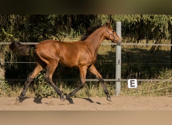 Trakehner, Étalon, Poulain (04/2023), 165 cm, Bai