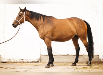 Trakehner, Étalon, Poulain (04/2023), 165 cm, Bai