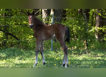 Trakehner, Étalon, Poulain (04/2023), 165 cm, Bai