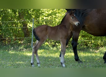 Trakehner, Étalon, Poulain (04/2023), 165 cm, Bai