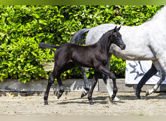 Trakehner, Étalon, Poulain (03/2024), 167 cm, Noir