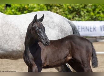 Trakehner, Étalon, Poulain (03/2024), 167 cm, Noir