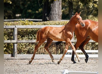 Trakehner, Étalon, Poulain (04/2023), 168 cm, Alezan brûlé