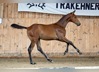 Trakehner, Étalon, Poulain (01/2024), 168 cm, Alezan