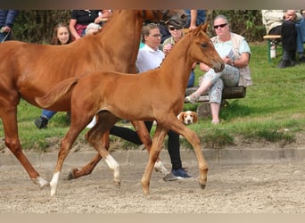 Trakehner, Étalon, Poulain (06/2023), 168 cm, Alezan