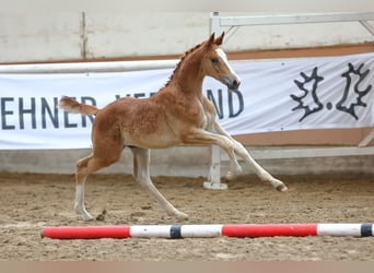 Trakehner, Étalon, Poulain (04/2023), 168 cm, Alezan