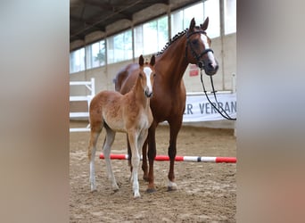 Trakehner, Étalon, Poulain (04/2023), 168 cm, Alezan