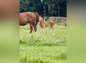 Trakehner, Étalon, Poulain (06/2026), 168 cm, Alezan